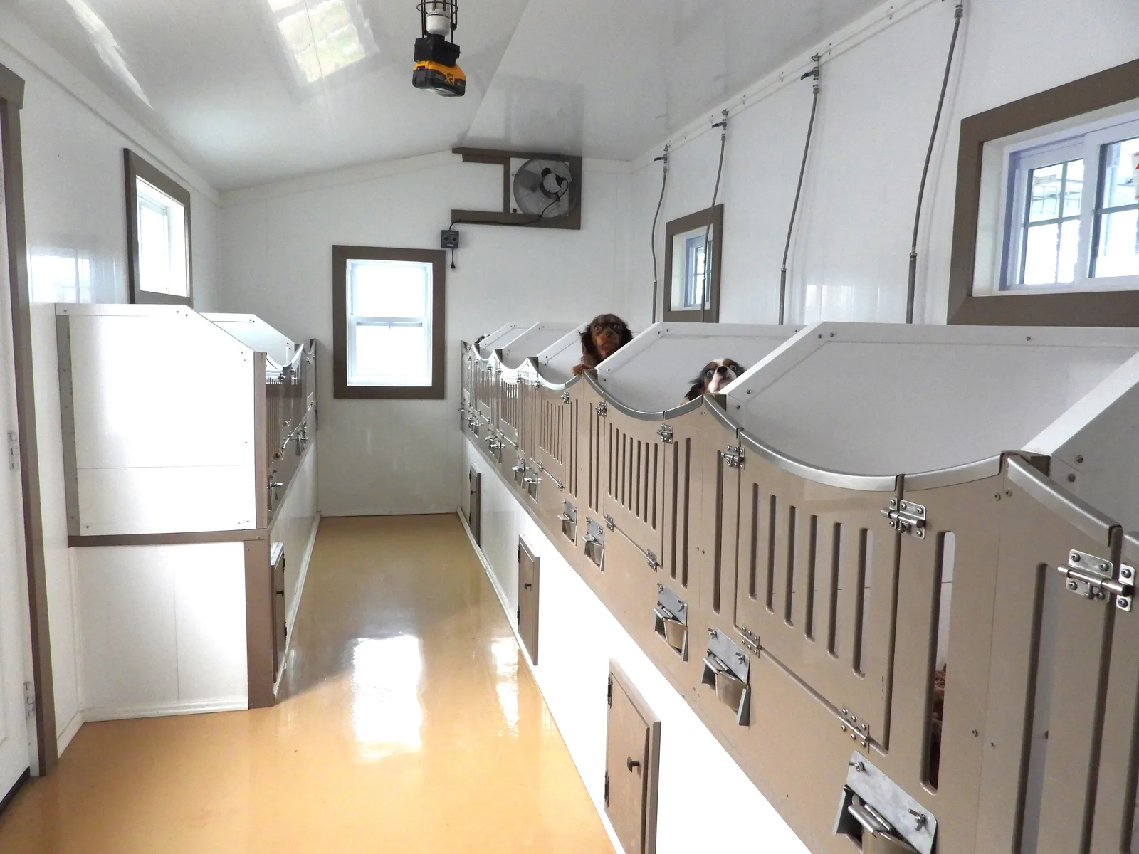 The outdoor kennel area at KB Goldstar Cavapoos